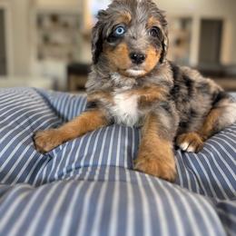 Blue Collar - Merle male Bernedoodle puppy in Indiahoma, Oklahoma from Farm Fresh Doodles