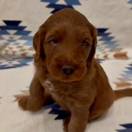 Kala ( Green collar boy) - Red  male Goldendoodle puppy in Phelan, California from High Desert Doodles - the original