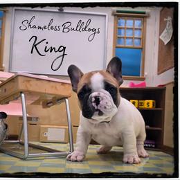 King - Fawn and white male French Bulldog puppy in Wisconsin from Shameless Bulldogs LLC