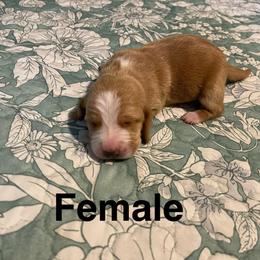 Pattie - Red and white female Basset Hound puppy in Daleville, Alabama from Home Grown Basset Hounds of Alabama