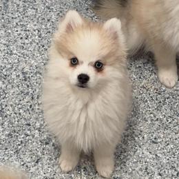 Breezy - Silver and white male Pomsky puppy in Chino Valley, Arizona from Rose Peek Pomskies