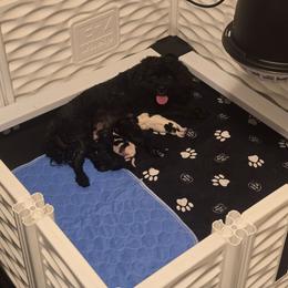 Blaze - Black male Cavapoo puppy in Perham, Minnesota from Steel Horse Kennels Inc