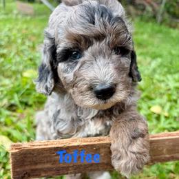 Toffee - Merle male Goldendoodle puppy in Captain Cook, Hawaii from Big Island Goldendoodles