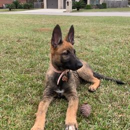 Belgian Malinois and Working Cross Puppies from L G Kennels