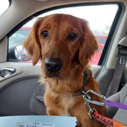 Sarabi - Golden Retriever