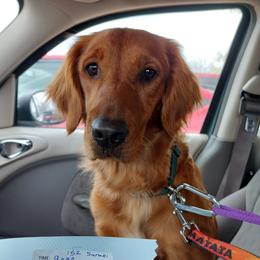 Sarabi - Golden Retriever