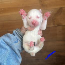 Boy 3 - White male Siberian Husky puppy in Iron River, Wisconsin from Wiemeri Siberians