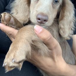 Dachshund Puppies from Ruby Rose Dachshund Dynasty