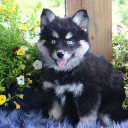 Clio - Tri-color female Pomsky puppy in Missouri from Husky Hill Kennel