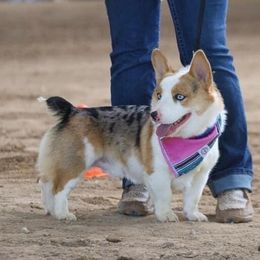 American Corgis from DW Farms