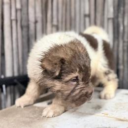 Ronald - Brown male Chinese Shar-Pei puppy in Lehigh Acres, Florida from Florida Wrinkles