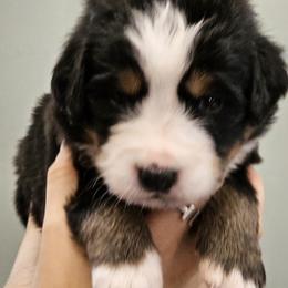 Boy 2 - male Bernese Mountain Dog puppy in Brattleboro, Vermont from Jill Stahl Tyler