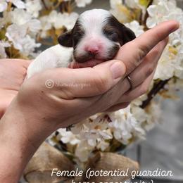 Merle girl - Merle female Cavapoo puppy in Ossian, Indiana from Sharices Cavapoos