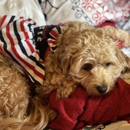 Peece - Cockapoo