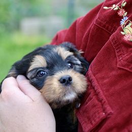 Ryder - Black and tan male Cavapoo puppy in Murray, Utah from Good Looking Dogs