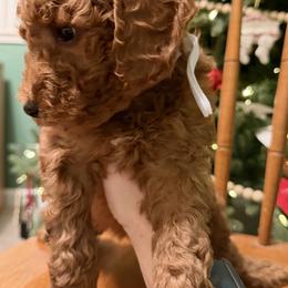 White - Apricot female Labradoodle puppy in Shingle Springs, California from California Double Doodles
