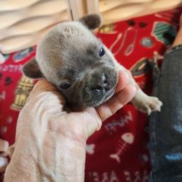 Ice Tea - Blue fawn male French Bulldog puppy in Goshen, Ohio from Washburns bostons