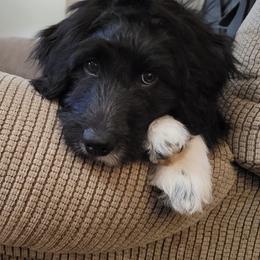 Aussiedoodle Puppies from Signature Doodles