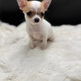Paul - Fawn male Chihuahua puppy in Lee Center, New York from Alfheim-Andromeda Chihuahua's (A &A's)