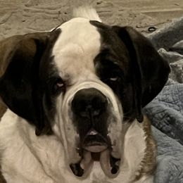 Blaze - Saint Bernard