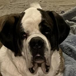 Blaze - Saint Bernard