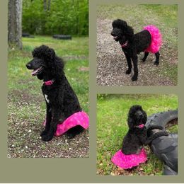 Nova - Poodle