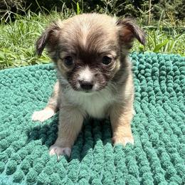 Madison - Merle female Chihuahua puppy in Sherwood, Arkansas from Bartelt Breeders