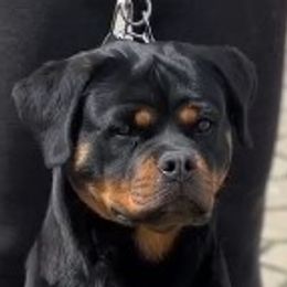 Bella - Rottweiler