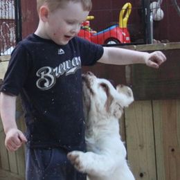 Clumber Spaniel and Irish Red and White Setter Puppies from NyaStar & Chequamegon
