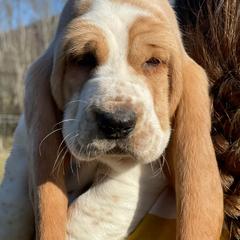 Basset Hounds from Maple Farm Bassets