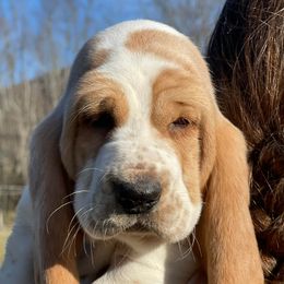 Basset Hounds from Maple Farm Bassets