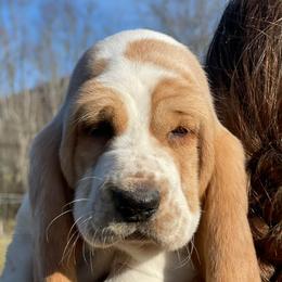 Basset Hounds from Maple Farm Bassets