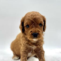 Waffles - Red male Cavapoo puppy in La Vernia, Texas from Texas Teddy Bears