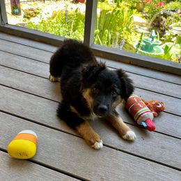 Boy 3 - Black tri-color Australian Shepherd puppy in Oakland City, Indiana from Moonlightaussies