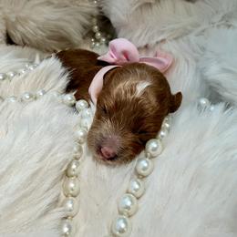 Cockapoo and Poodle Puppies from Pawcious Poodles