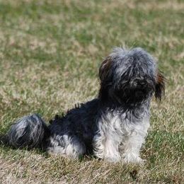 Tigger - Black and silver brindle female Havanese puppy in Sanborn, North Dakota from Bydand Newfoundlands