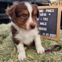 Purple - Red tri-color male Australian Shepherd puppy in Camp Verde, Arizona from Diamond Pines Farm