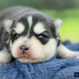 Liberty - Black and white female Pomsky puppy in Bremen, Indiana from AMS Pomeranians and Pomskies in Indiana