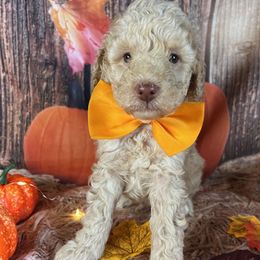 Orange Collar - Cream male Goldendoodle puppy in Waterford, California from Windy Hill Doodles