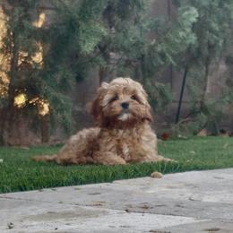 Teddy- Trained - Apricot male Cavapoo puppy in Gilbert, Arizona from Arizona Toy Cavapoos – Health‐Tested & Home‐Raised