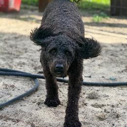 Juden - Black female Whoodle puppy in Youngstown, Florida from Wonderland’s Boujie Kennels