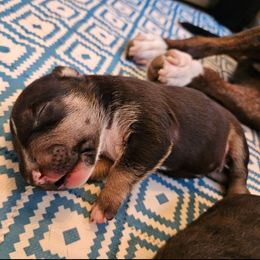 Gonzo - Black brindle and white male Miniature Bull Terrier puppy in Hollywood, Florida from Mini Bull Lane