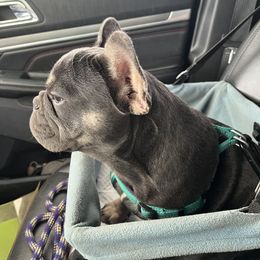 Beaumont - French Bulldog