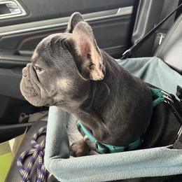 Beaumont - French Bulldog