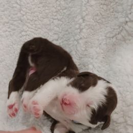 Aussiedoodle Puppies from Southern Charm Doodles
