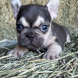 Chocolate boy 2 (chunky) - Liver male French Bulldog puppy in Brooksville, Florida from Post Farm Rottweilers & French Bulldogs