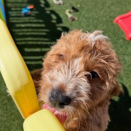 Cinnamon - Red female Bernedoodle puppy in Peoria, Arizona from Wroth's Paws