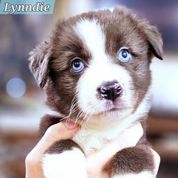 Lynndie - Blue merle female Miniature Australian Shepherd puppy in Punta Gorda, Florida from Christie's Creekside Aussies