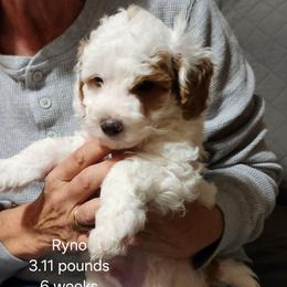 Patches, brown collar - Parti male Goldendoodle puppy in Fairmount, Indiana from Capens' Doodles,Poodles and Poo's