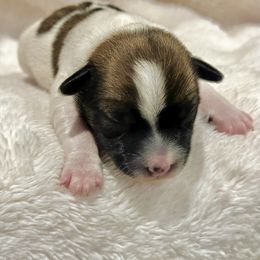 German Shorthaired Pointer and Russell Terrier Puppies from Charnobragan Acres
